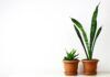 Growing Green: Indoor Plants for a Healthier Home
